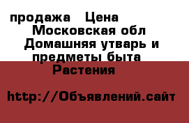 продажа › Цена ­ 32 000 - Московская обл. Домашняя утварь и предметы быта » Растения   